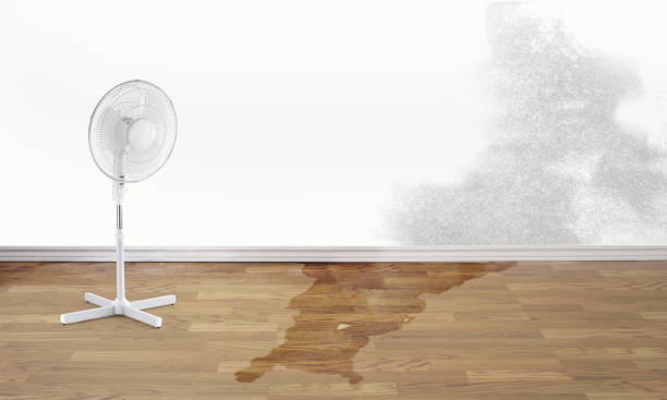 Best Professional water damage repair  in Laurel Springs, NJ
